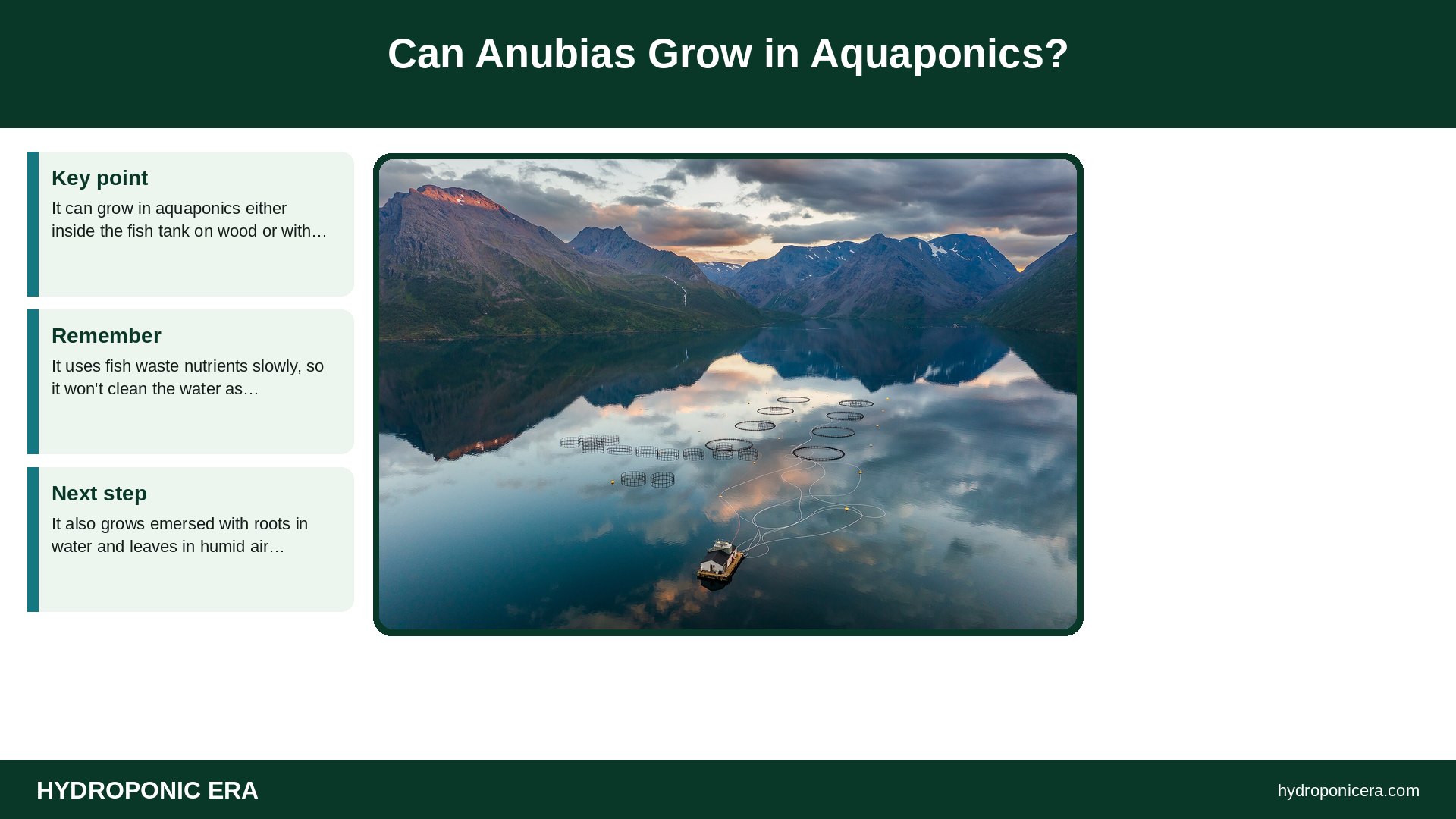 anubias — Can Anubias Grow in Aquaponics?
