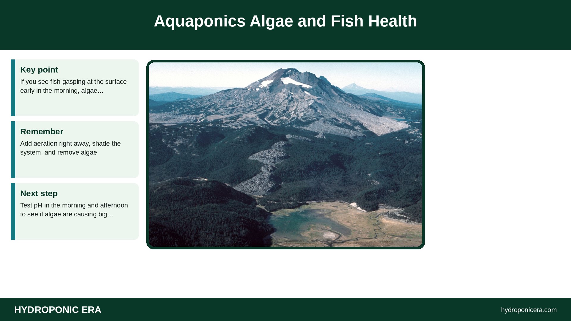 aquaponics algae — Aquaponics Algae and Fish Health