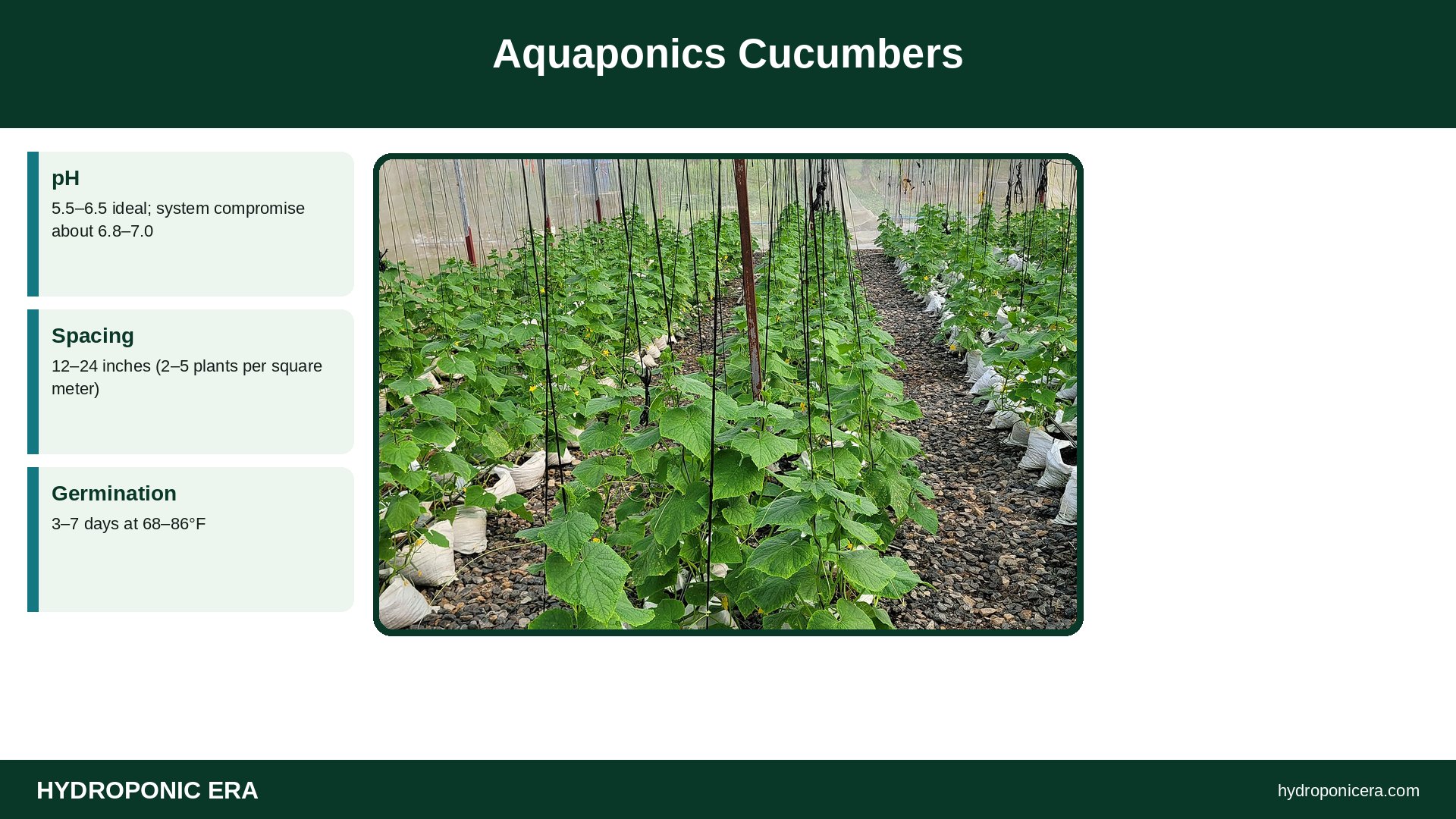 aquaponics cucumbers — Aquaponics Cucumbers