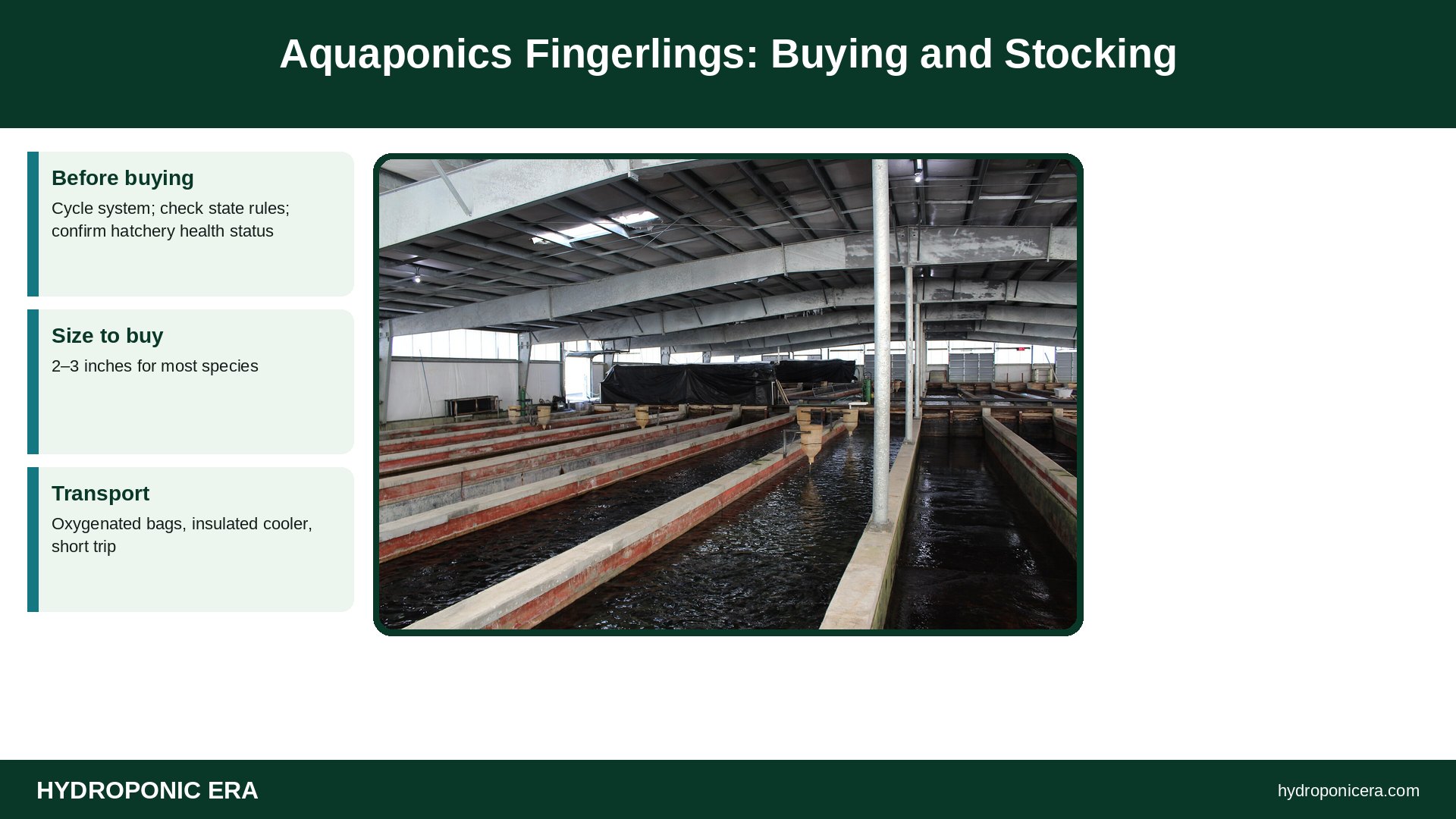 aquaponics fingerlings — Aquaponics Fingerlings: Buying and Stocking