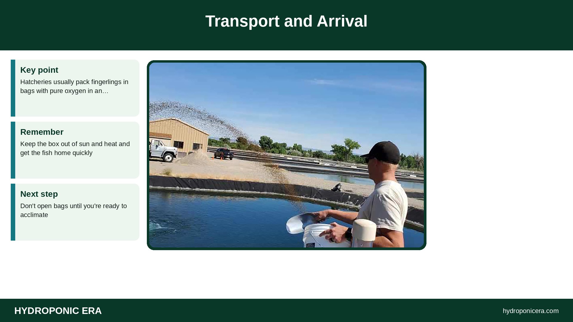 aquaponics fingerlings — Transport and Arrival