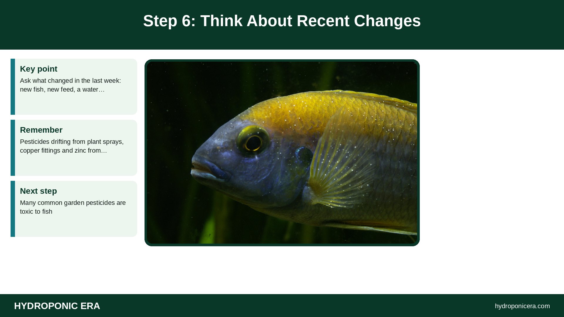 aquaponics fish dying — Step 6: Think About Recent Changes