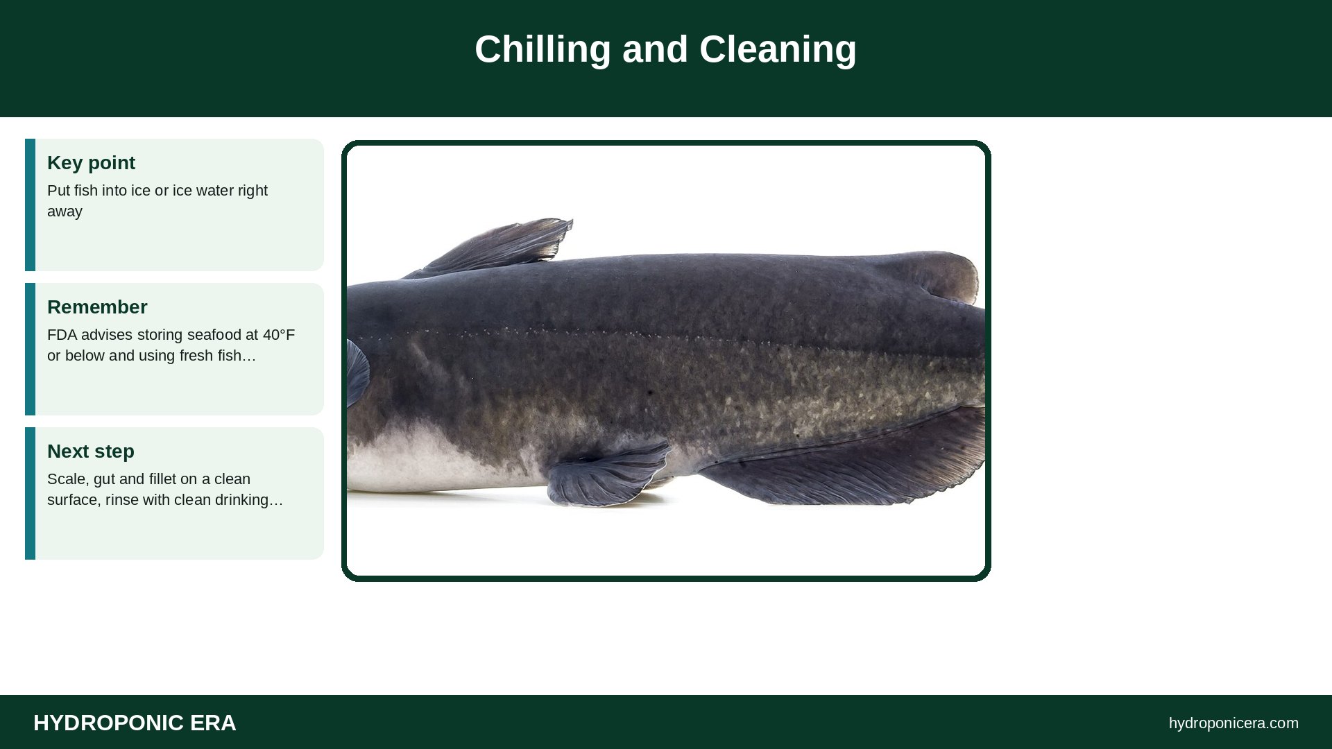 aquaponics fish harvest — Chilling and Cleaning