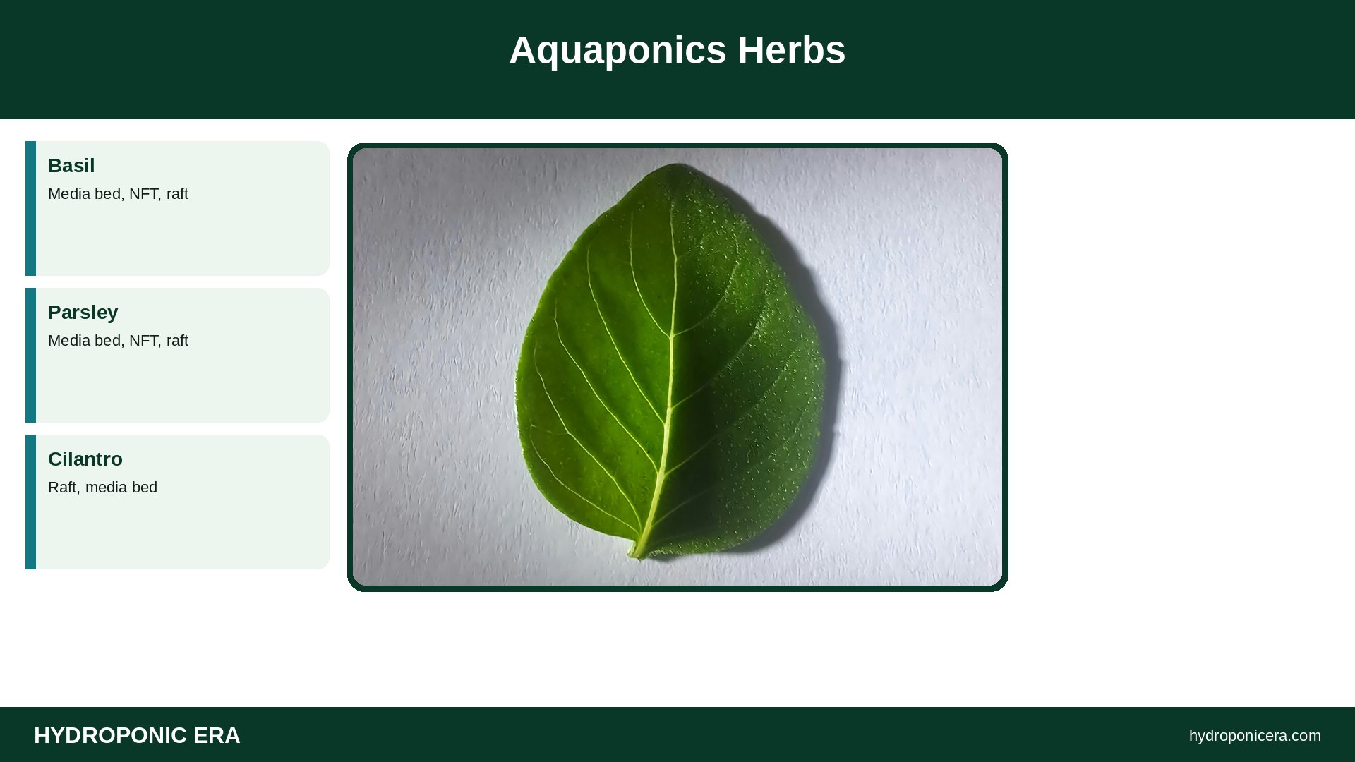 aquaponics herbs — Aquaponics Herbs