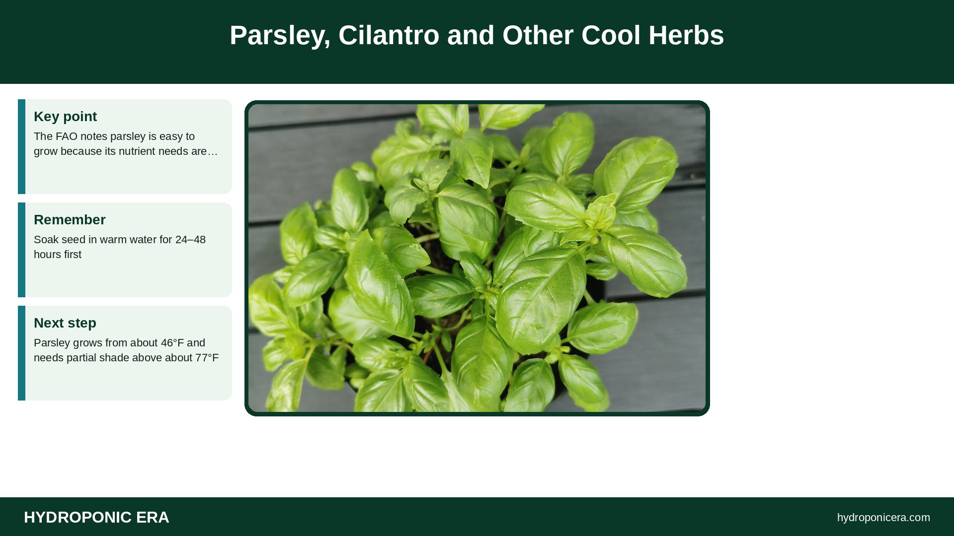 aquaponics herbs — Parsley, Cilantro and Other Cool Herbs
