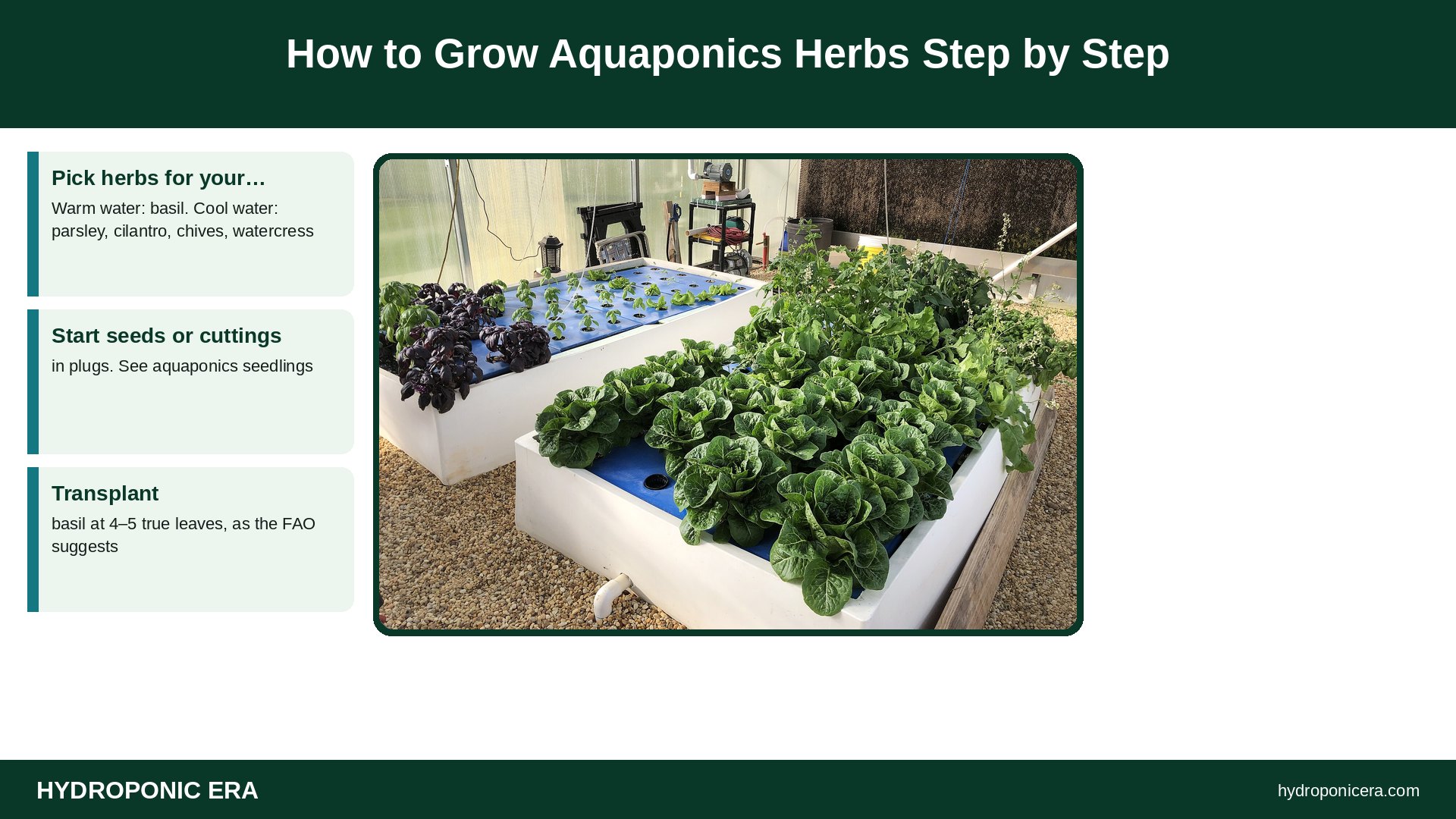 aquaponics herbs — How to Grow Aquaponics Herbs Step by Step