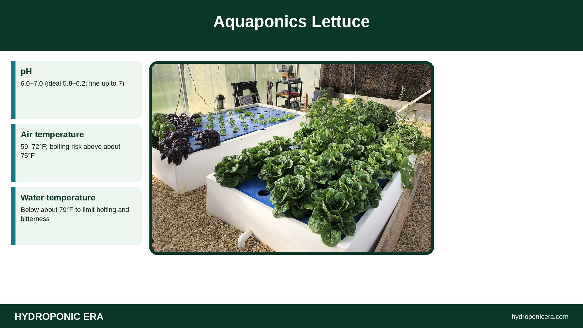 aquaponics lettuce — Aquaponics Lettuce