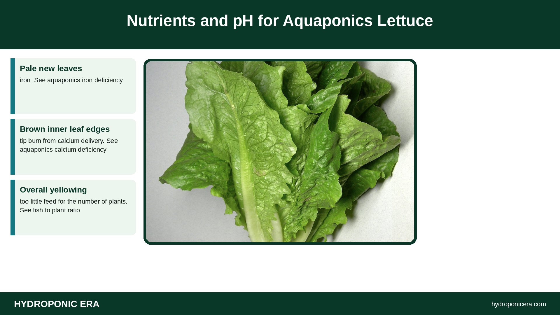 aquaponics lettuce — Nutrients and pH for Aquaponics Lettuce