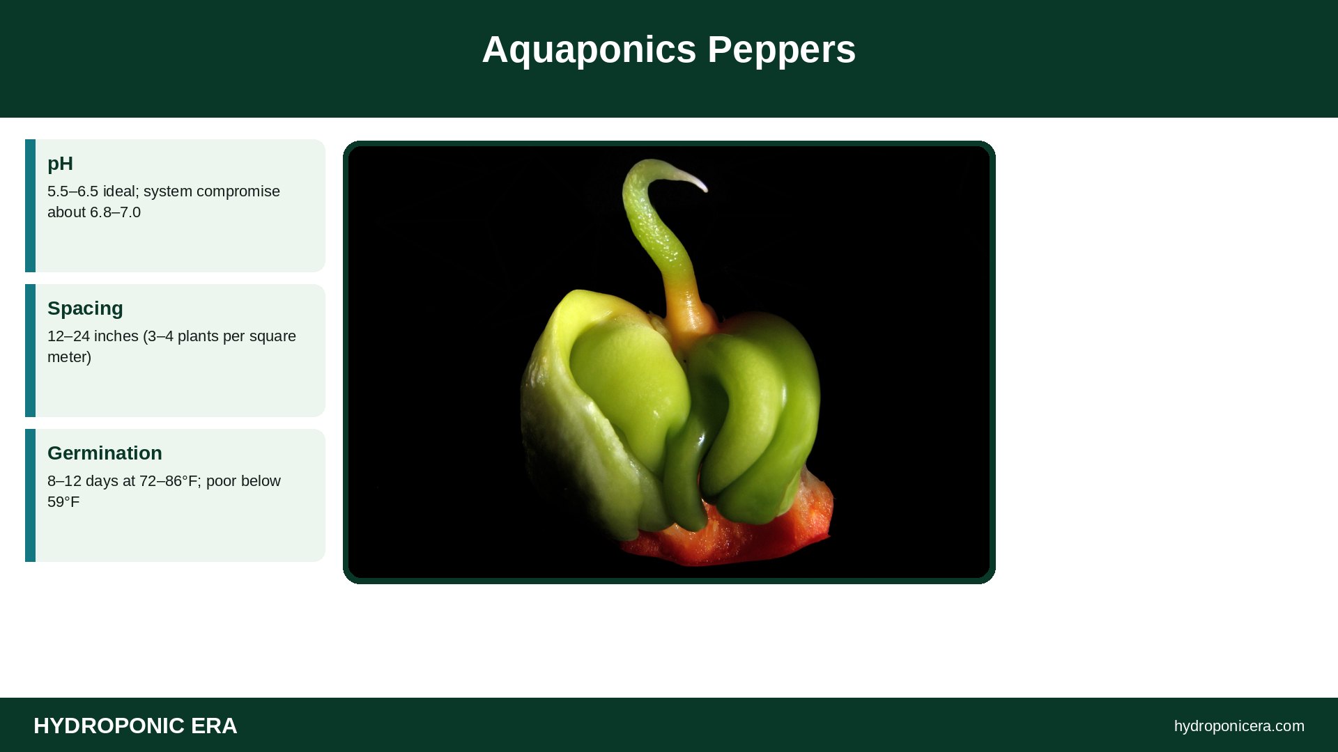 aquaponics peppers — Aquaponics Peppers