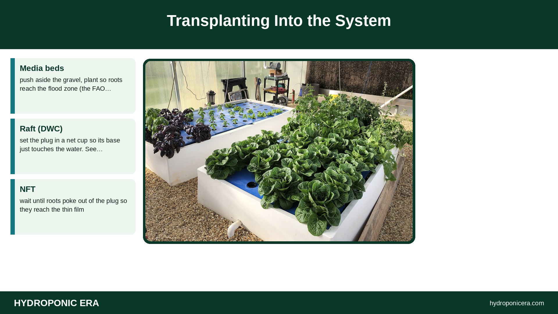 aquaponics seedlings — Transplanting Into the System