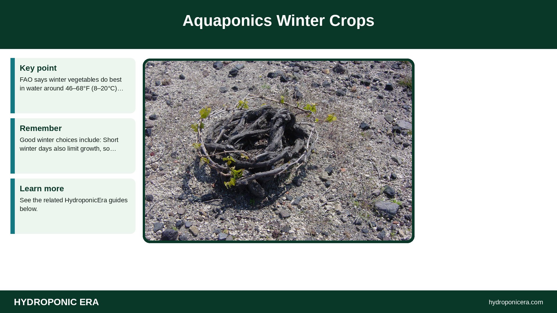 aquaponics winter — Aquaponics Winter Crops