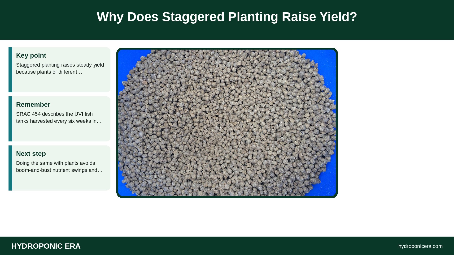 aquaponics yield — Why Does Staggered Planting Raise Yield?