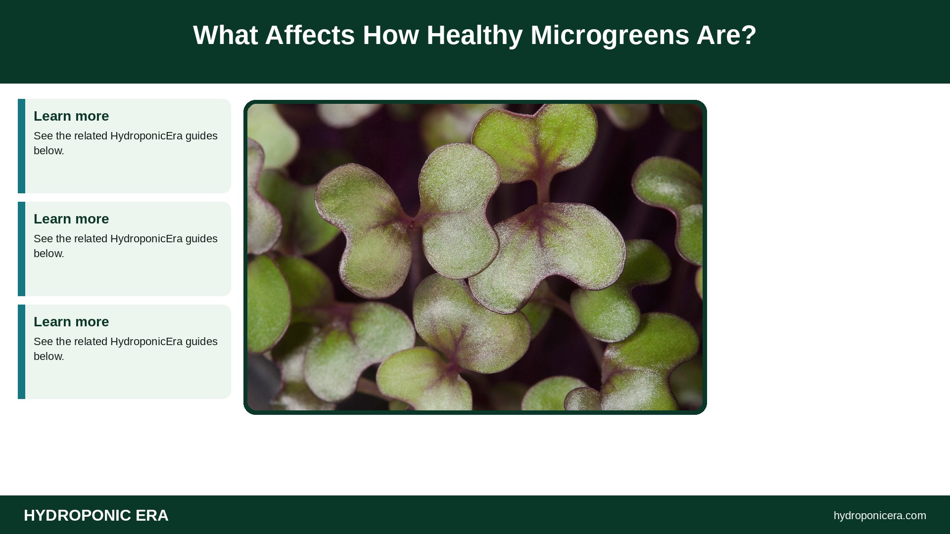 are microgreens healthy — What Affects How Healthy Microgreens Are?