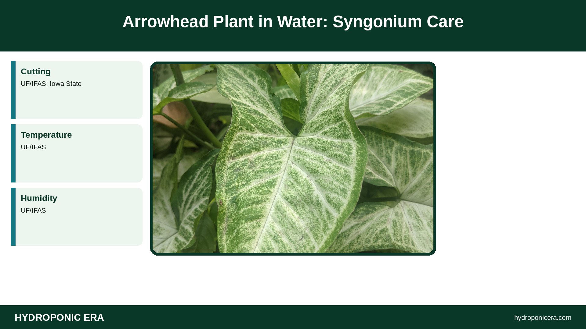arrowhead plant in water — Arrowhead Plant in Water: Syngonium Care