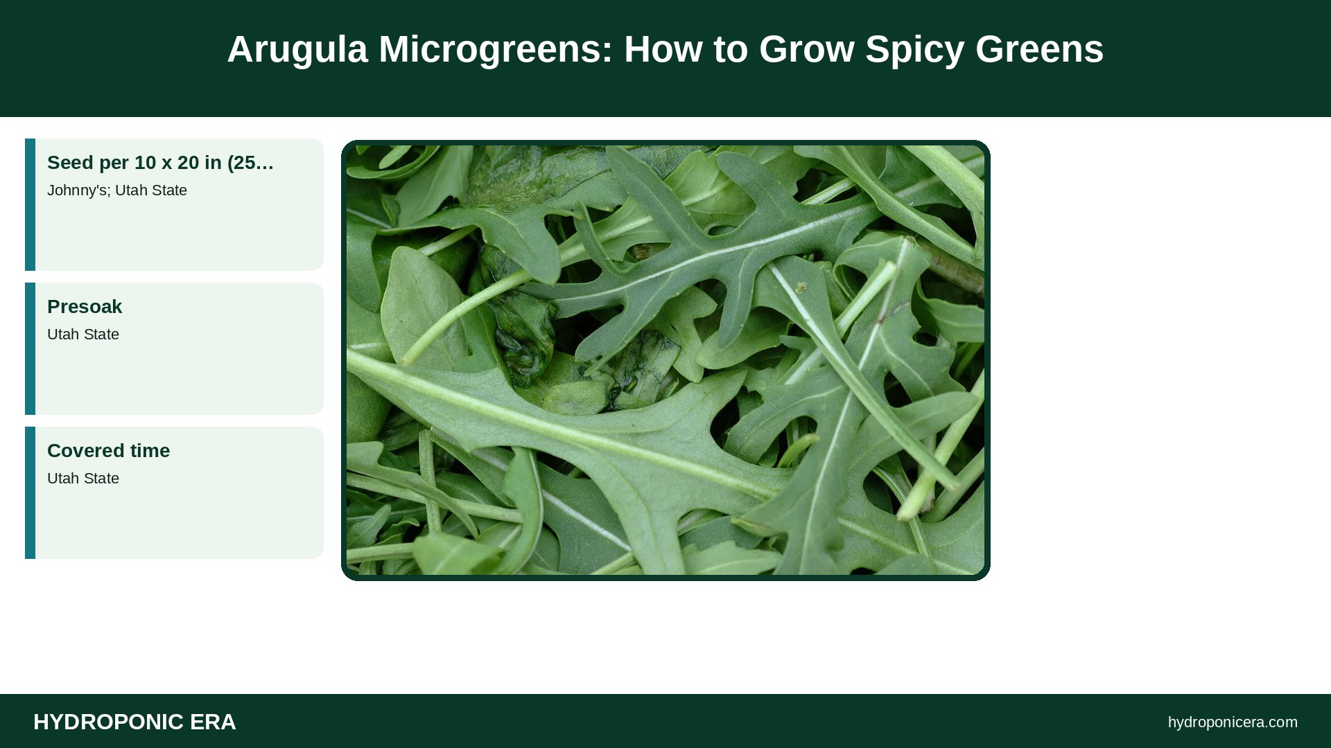 arugula microgreens — Arugula Microgreens: How to Grow Spicy Greens