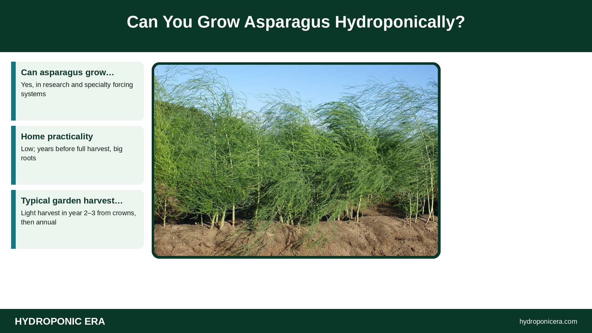 asparagus — Can You Grow Asparagus Hydroponically?