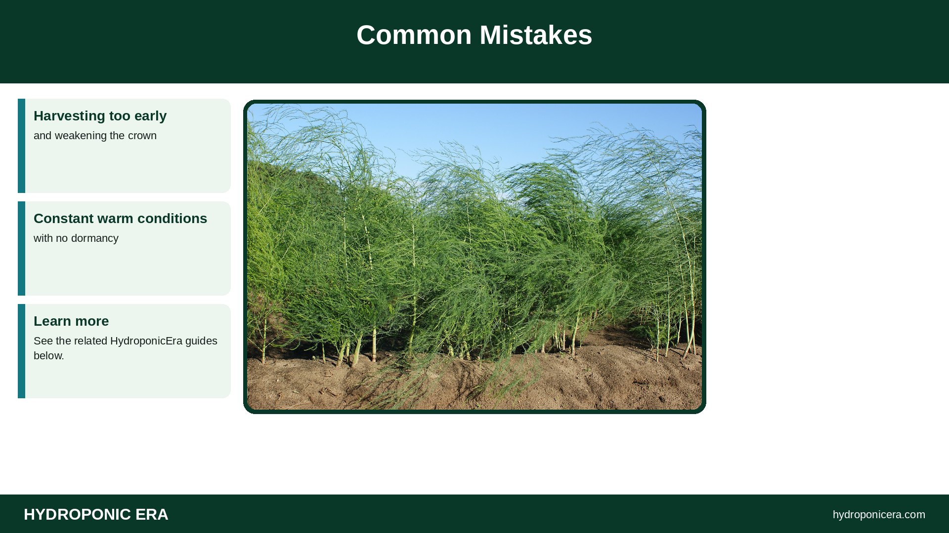 asparagus — Common Mistakes