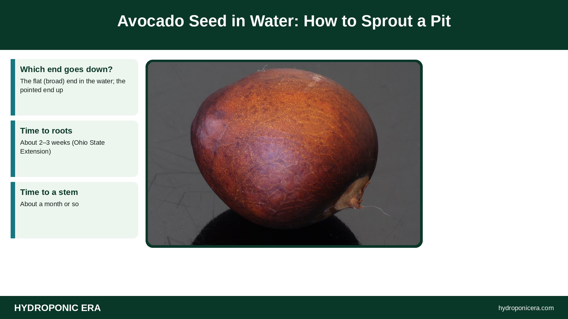 avocado seed in water — Avocado Seed in Water: How to Sprout a Pit
