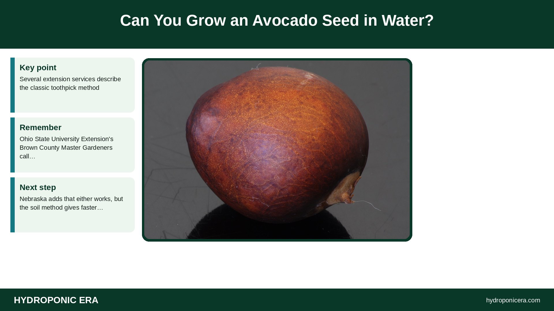 avocado seed in water — Can You Grow an Avocado Seed in Water?