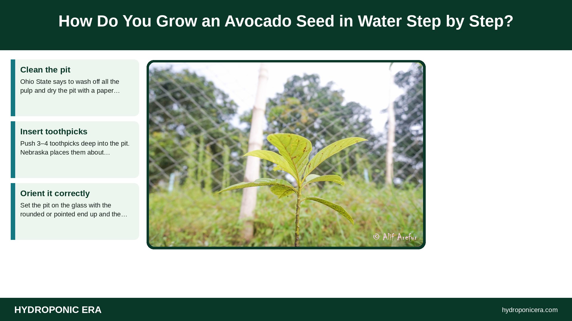avocado seed in water — How Do You Grow an Avocado Seed in Water Step by Step?
