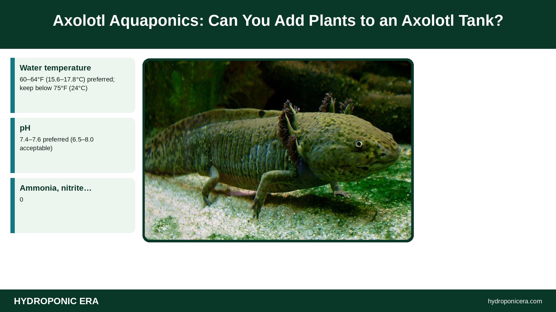axolotl aquaponics — Axolotl Aquaponics: Can You Add Plants to an Axolotl Tank?