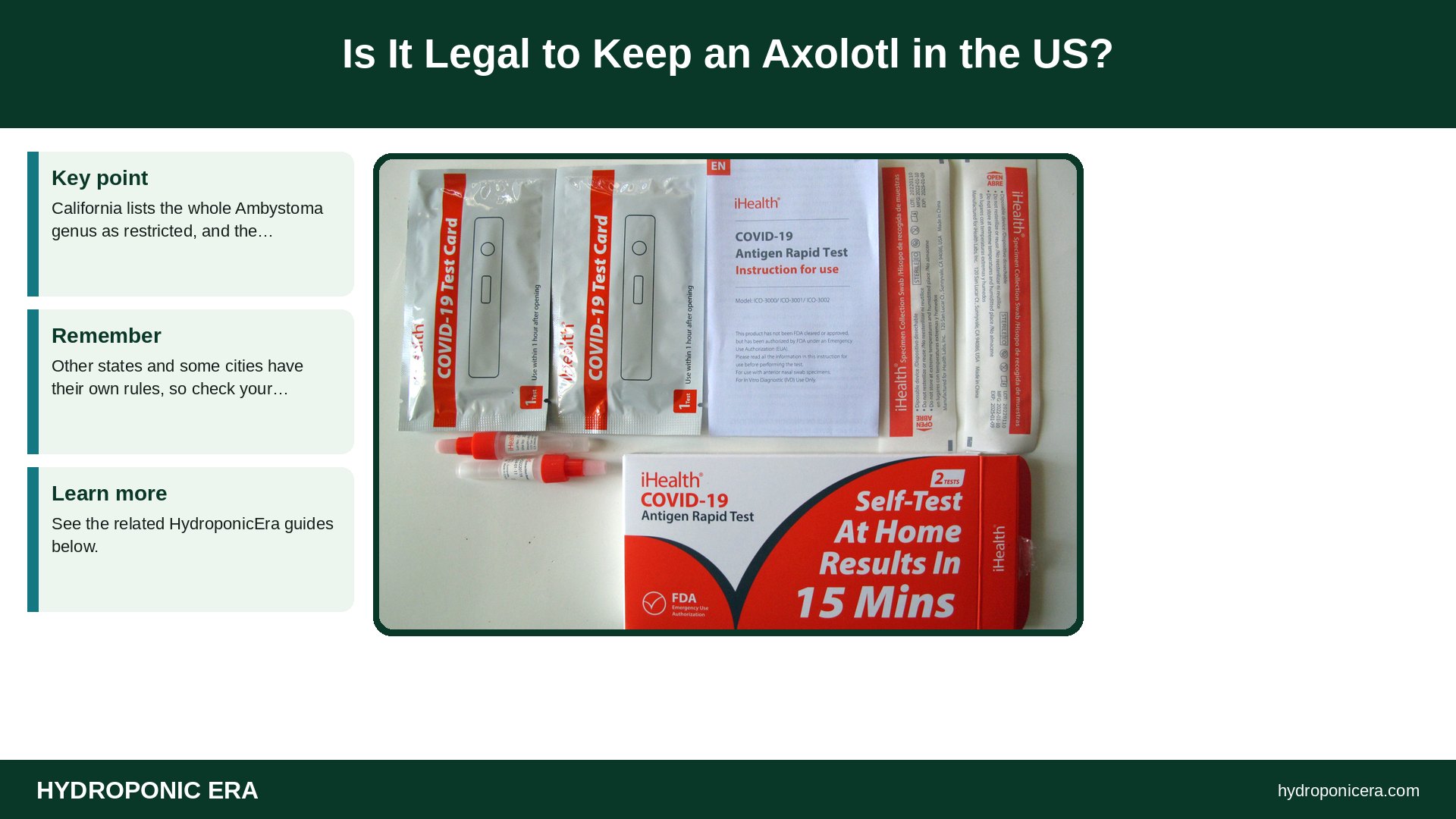 axolotl aquaponics — Is It Legal to Keep an Axolotl in the US?