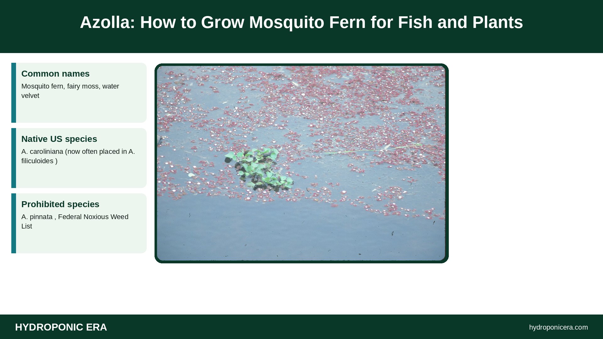 azolla — Azolla: How to Grow Mosquito Fern for Fish and Plants