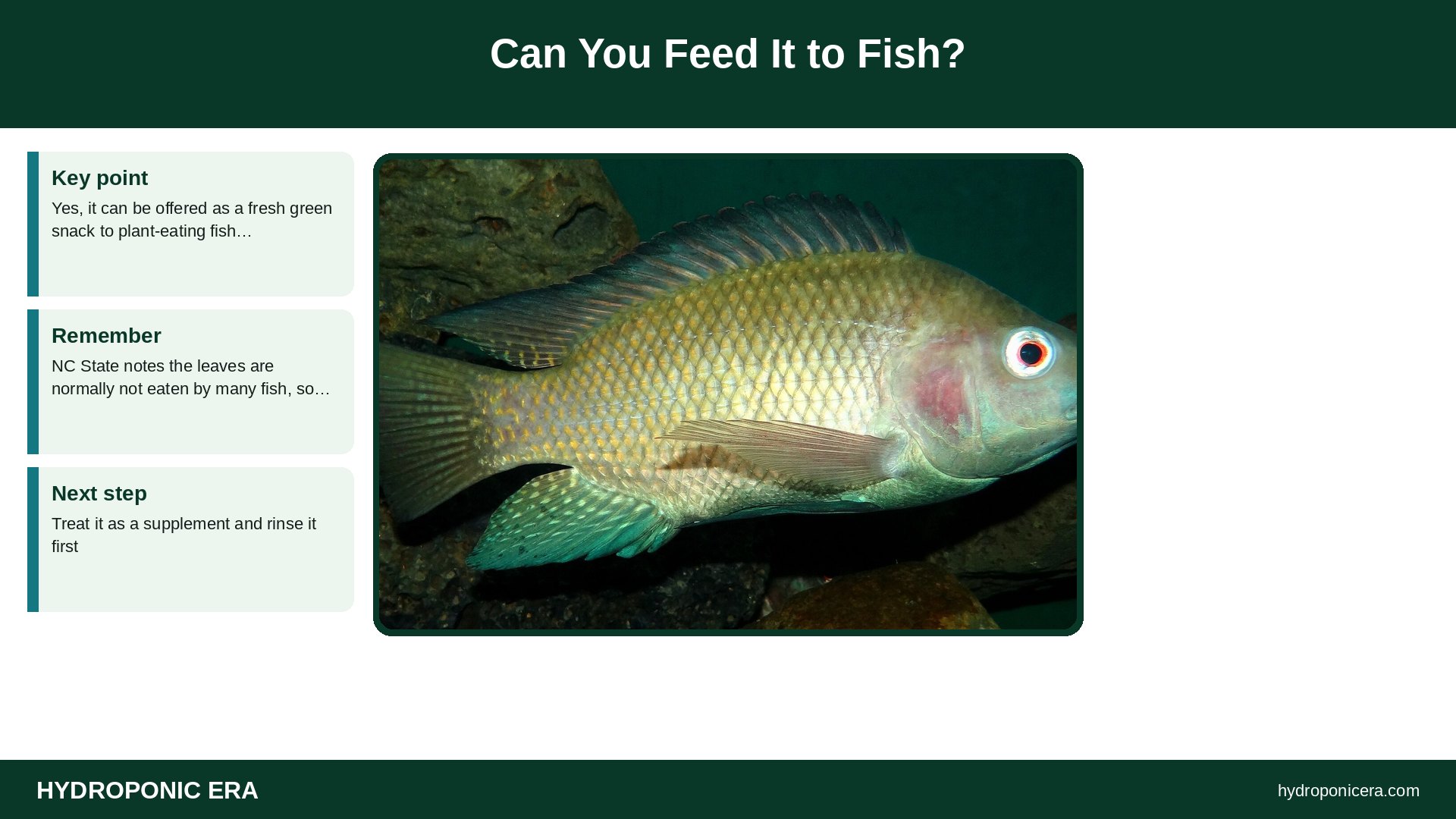 azolla — Can You Feed It to Fish?