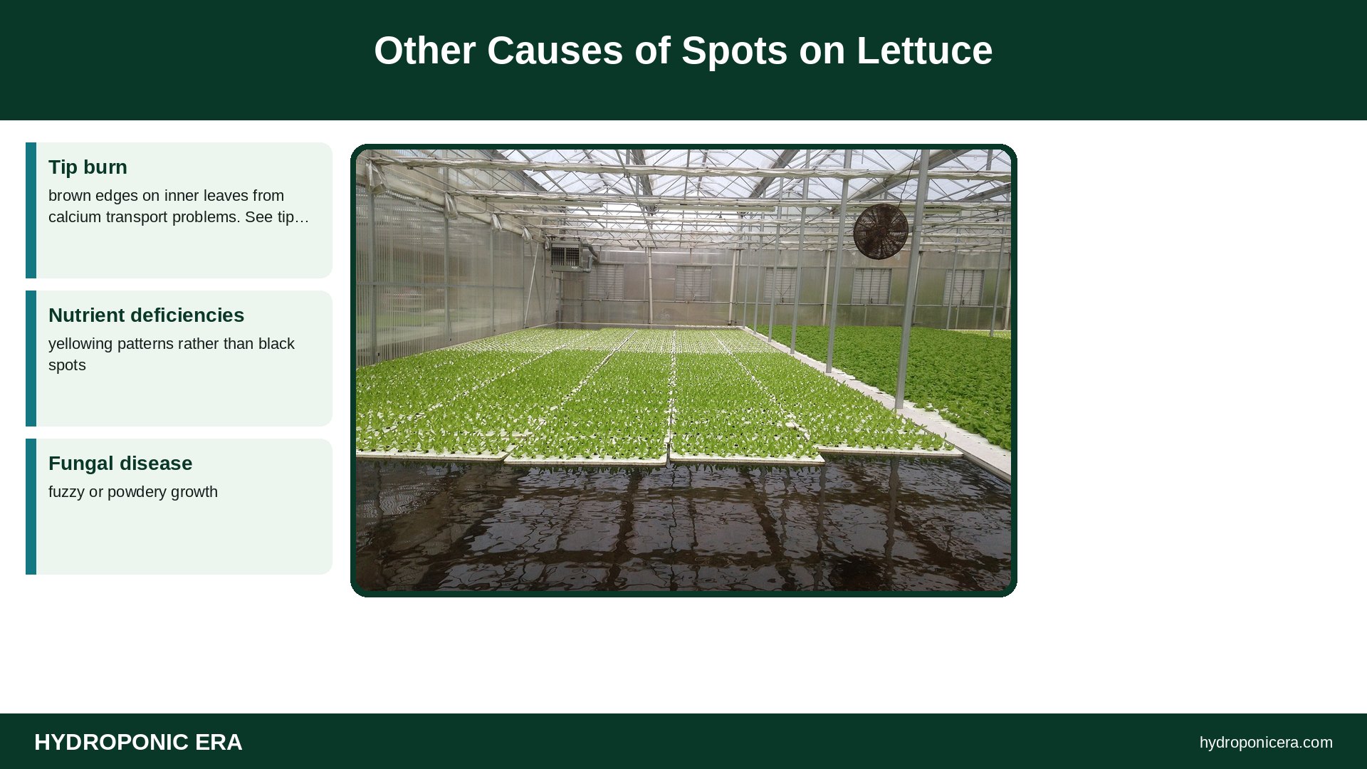 bacterial leaf spot — Other Causes of Spots on Lettuce