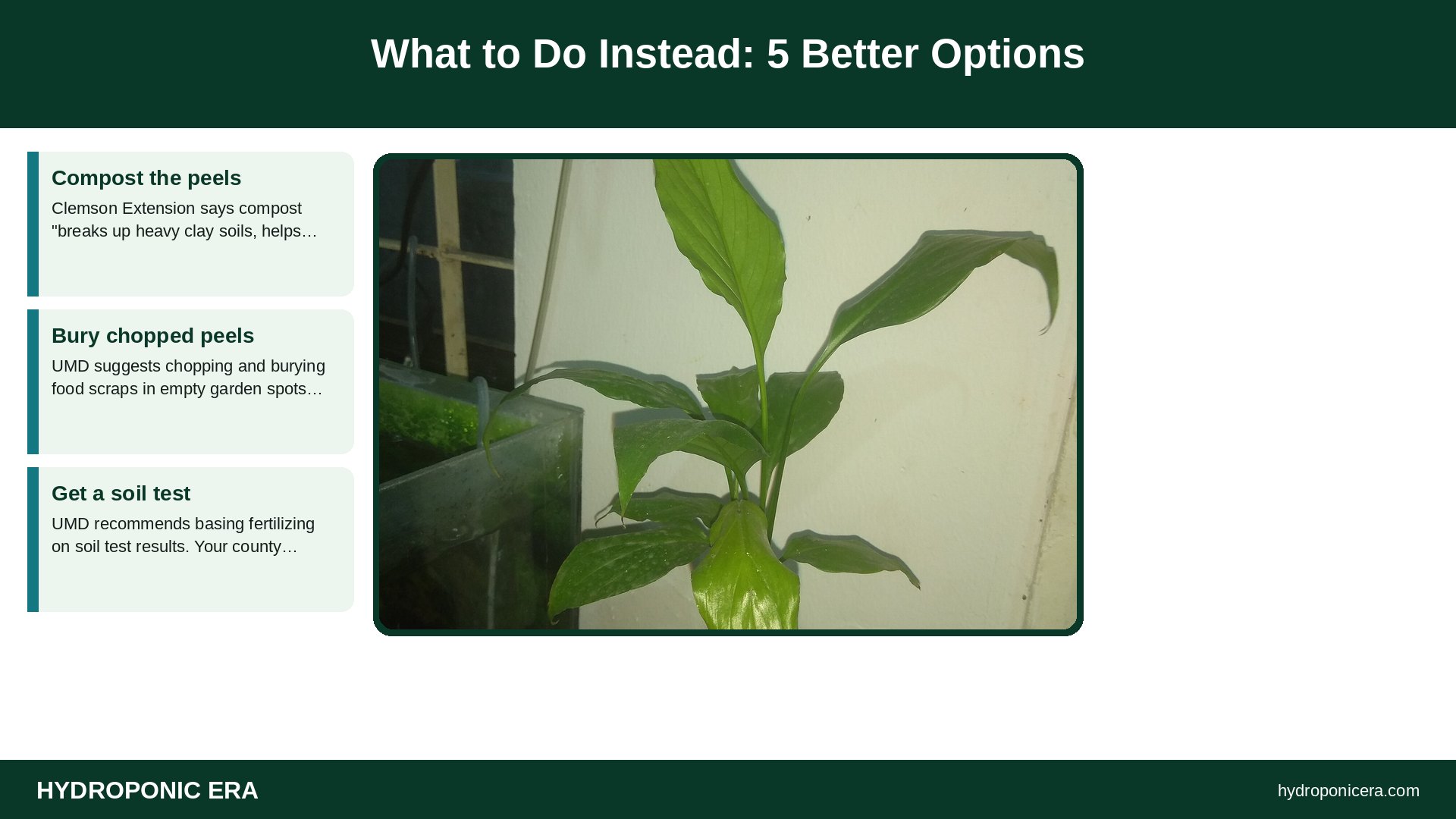 banana peel water for plants — What to Do Instead: 5 Better Options