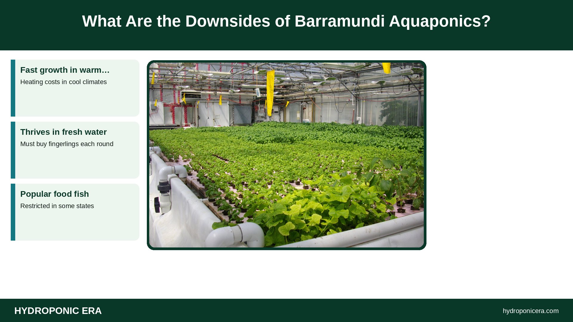 barramundi aquaponics — What Are the Downsides of Barramundi Aquaponics?