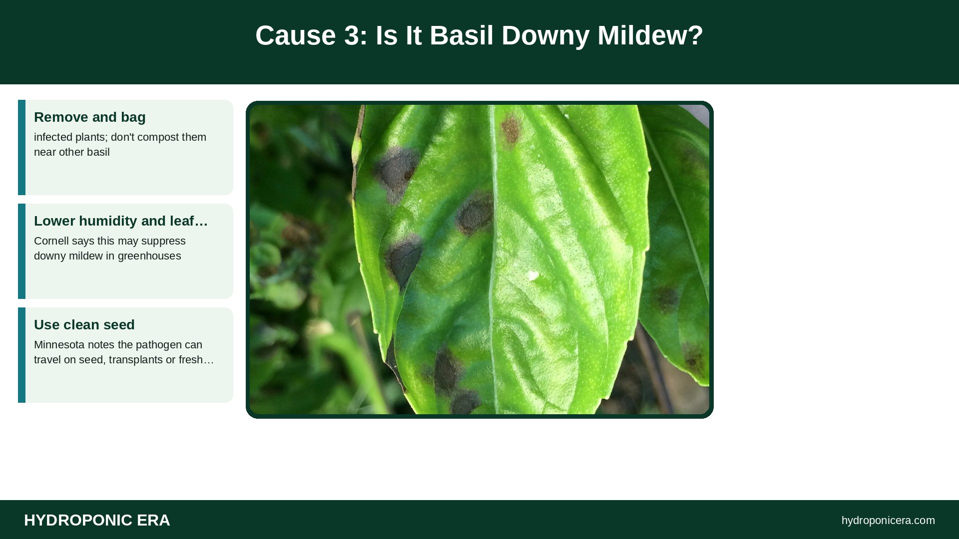 basil leaves turning black — Cause 3: Is It Basil Downy Mildew?
