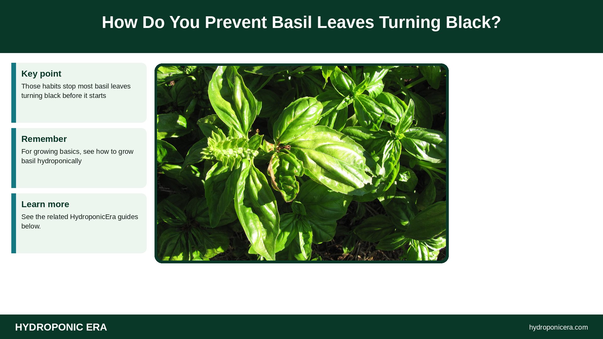 basil leaves turning black — How Do You Prevent Basil Leaves Turning Black?