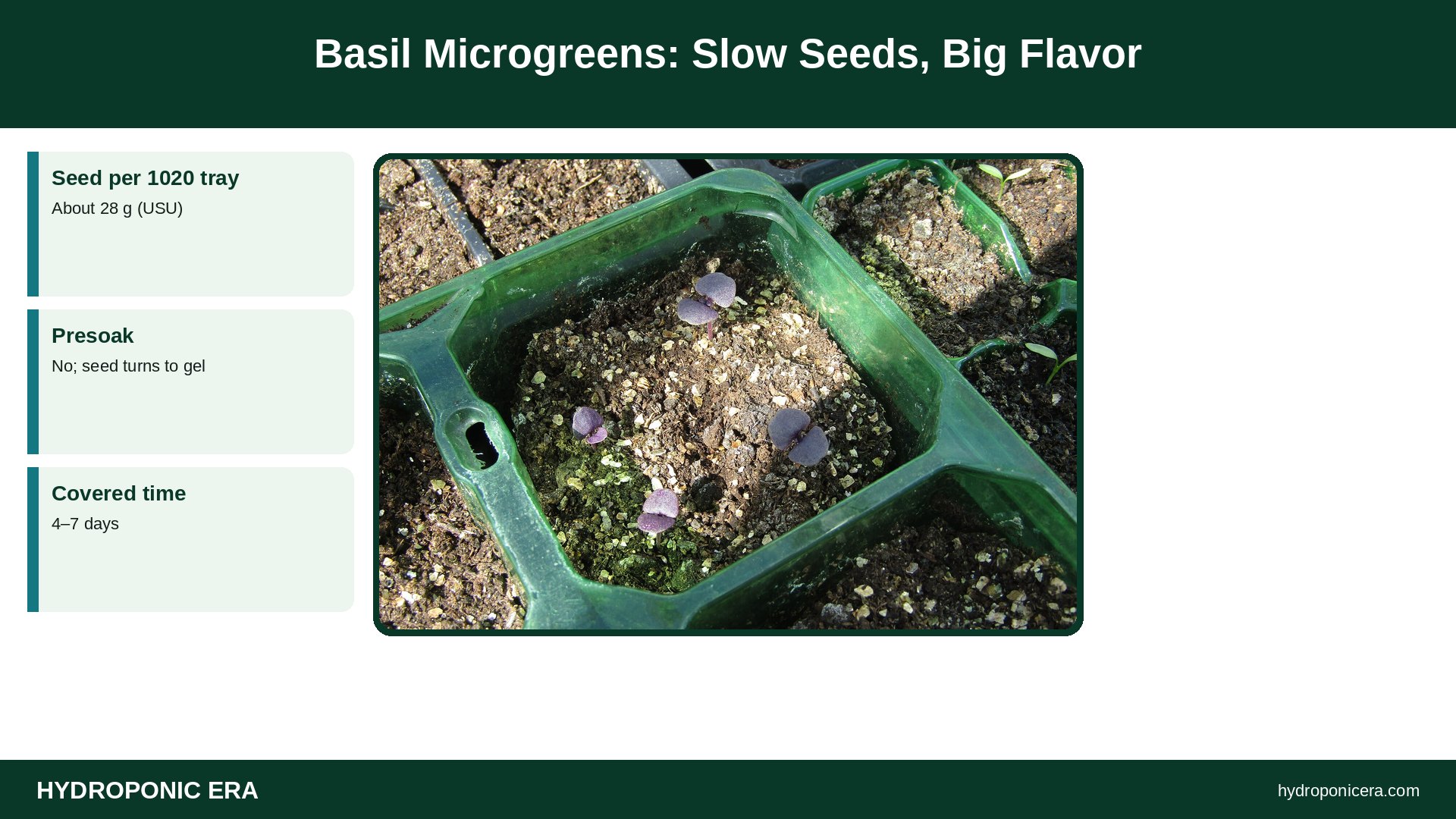 basil microgreens — Basil Microgreens: Slow Seeds, Big Flavor