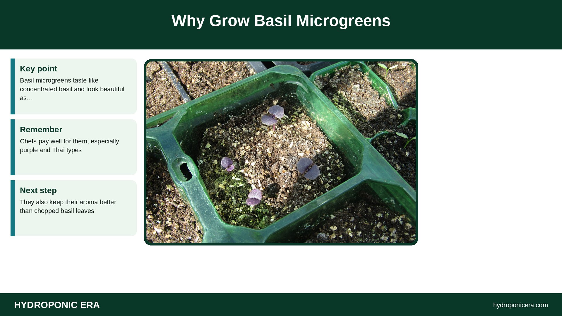 basil microgreens — Why Grow Basil Microgreens