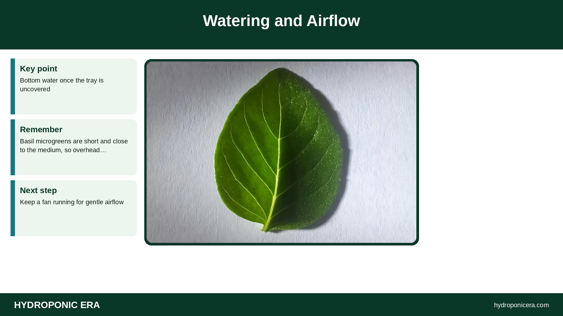 basil microgreens — Watering and Airflow