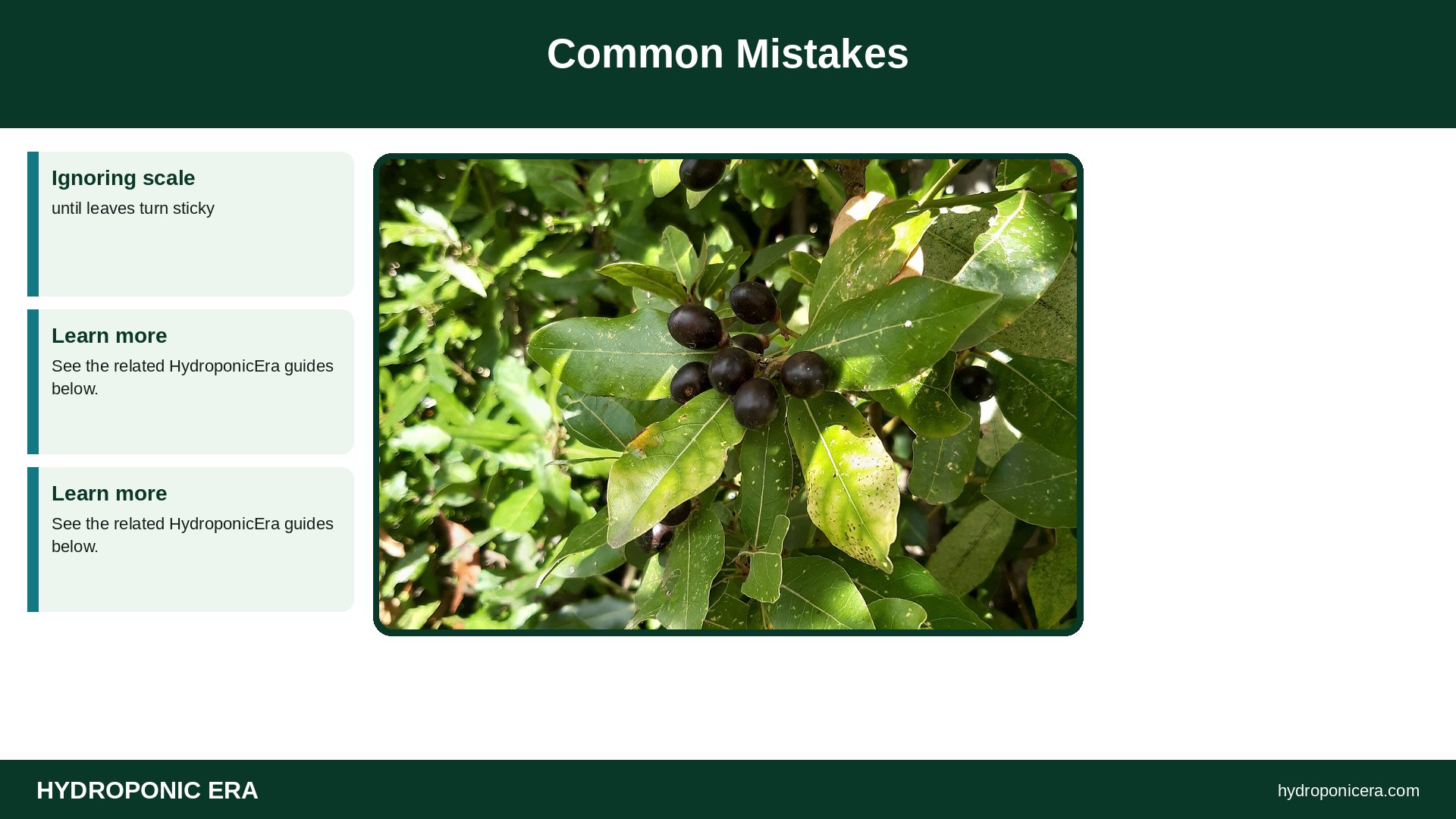 bay laurel — Common Mistakes