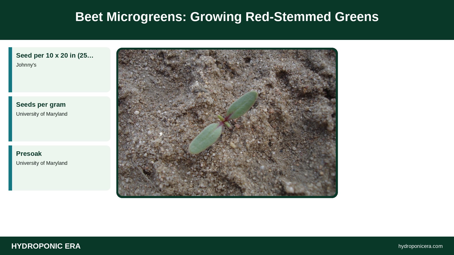 beet microgreens — Beet Microgreens: Growing Red-Stemmed Greens