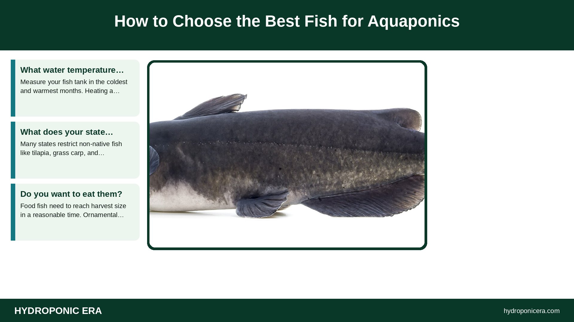 best fish for aquaponics — How to Choose the Best Fish for Aquaponics