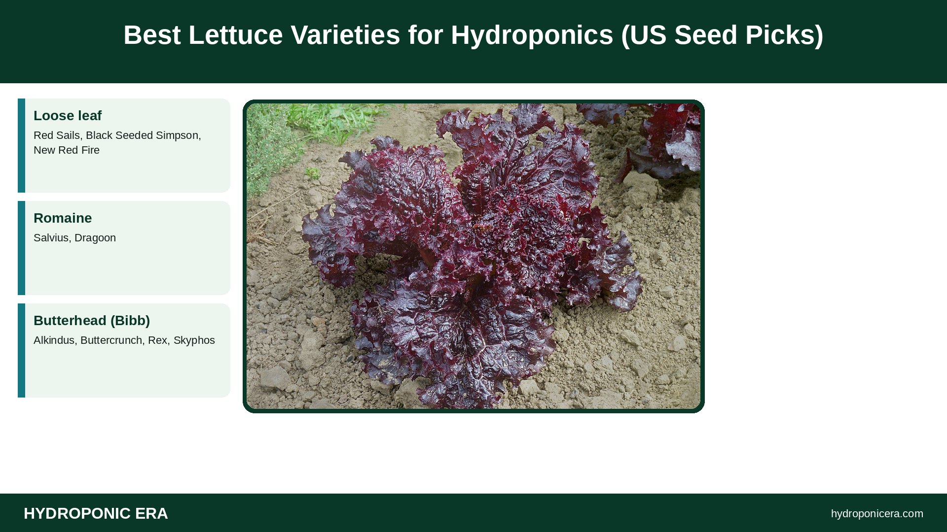 lettuce varieties — Best Lettuce Varieties for Hydroponics (US Seed Picks)