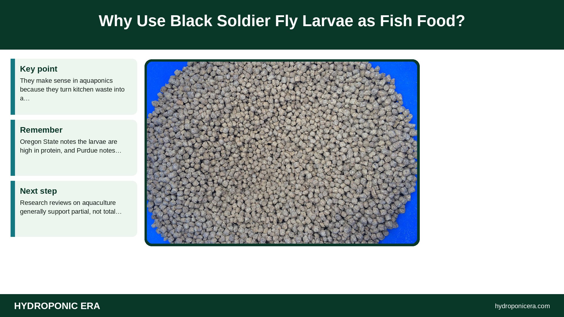 black soldier fly larvae — Why Use Black Soldier Fly Larvae as Fish Food?