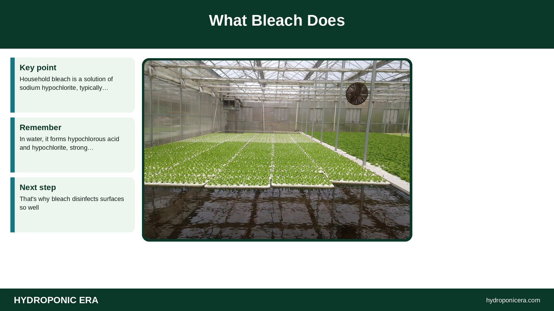 bleach — What Bleach Does