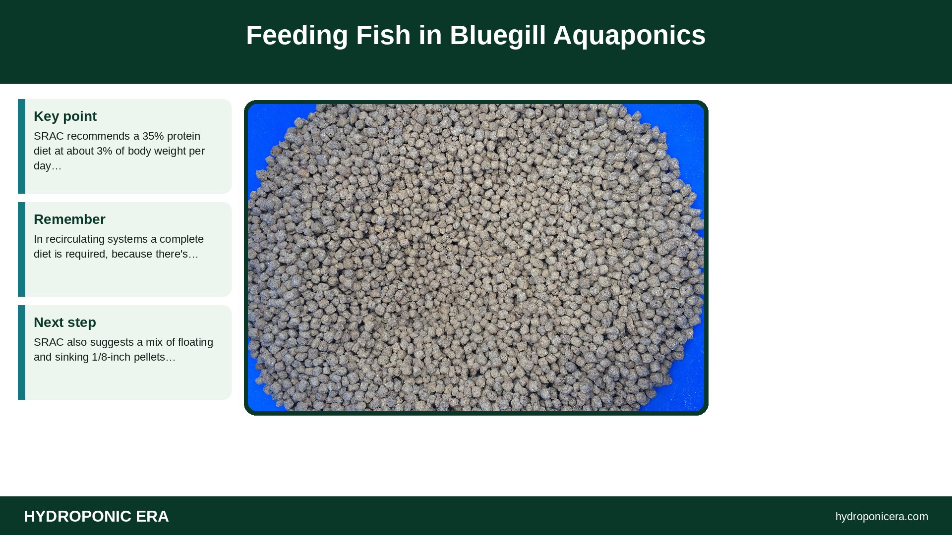 bluegill aquaponics — Feeding Fish in Bluegill Aquaponics
