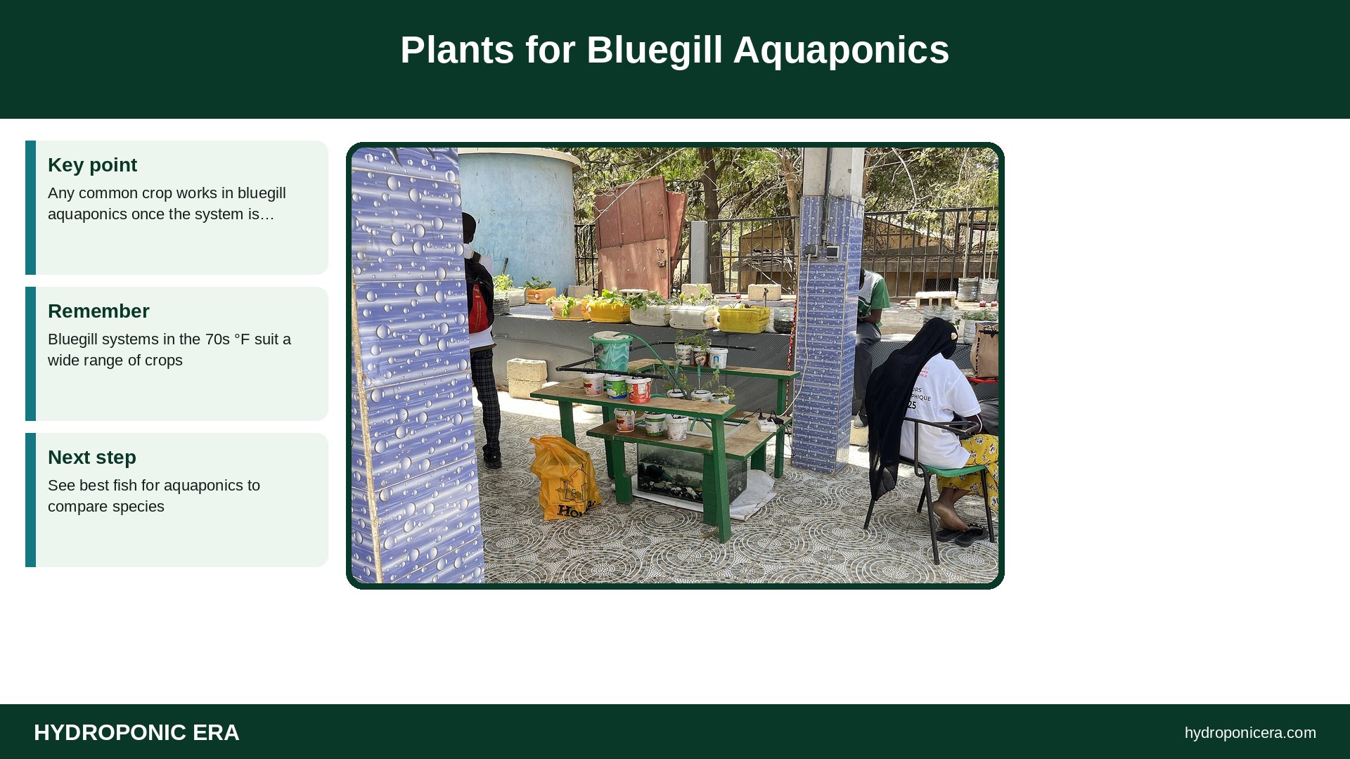 bluegill aquaponics — Plants for Bluegill Aquaponics