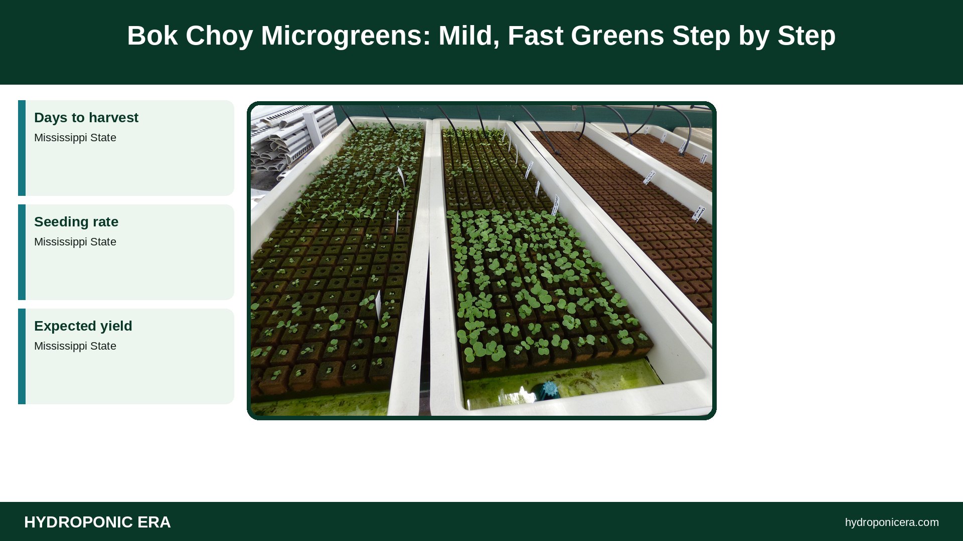 bok choy microgreens — Bok Choy Microgreens: Mild, Fast Greens Step by Step