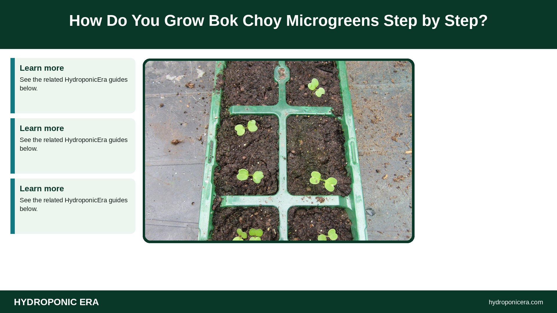 bok choy microgreens — How Do You Grow Bok Choy Microgreens Step by Step?
