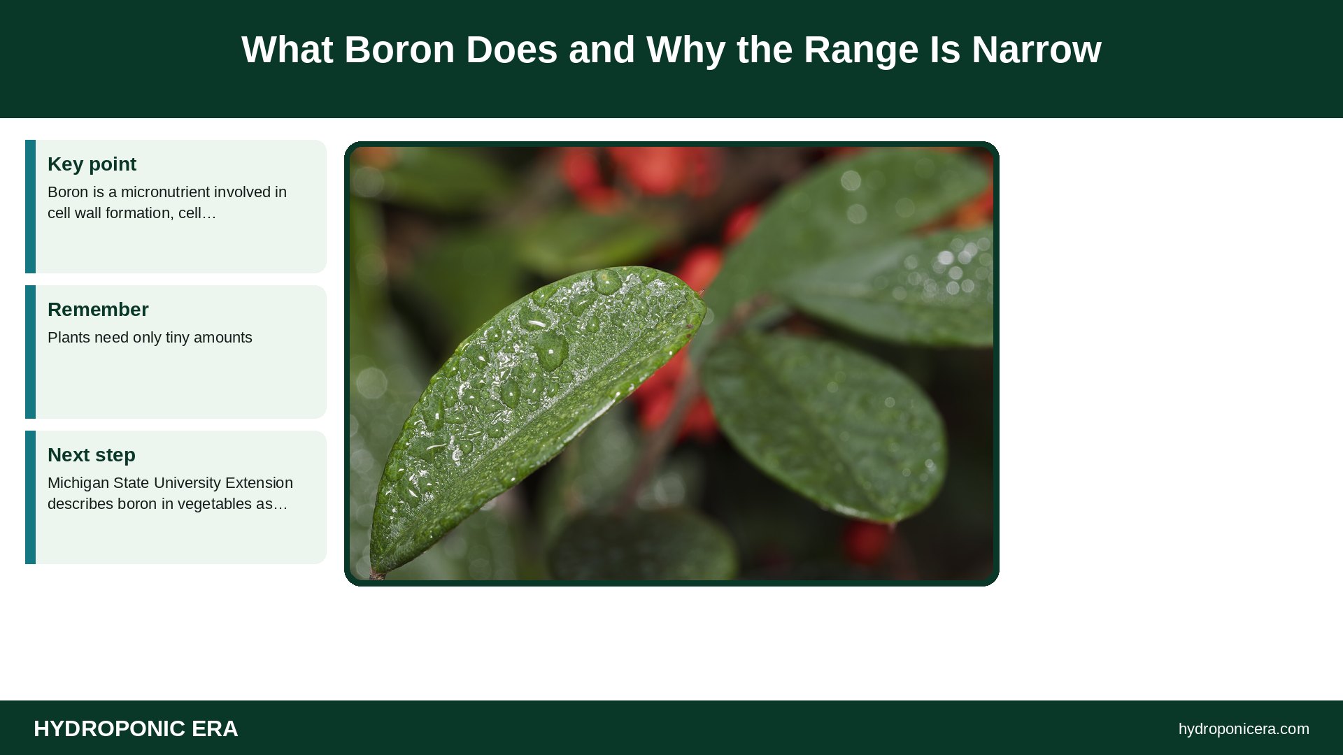 boron toxicity — What Boron Does and Why the Range Is Narrow