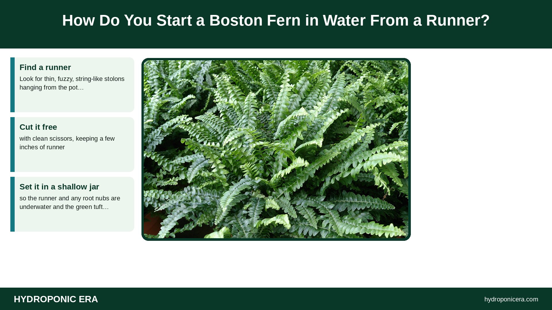 boston fern in water — How Do You Start a Boston Fern in Water From a Runner?
