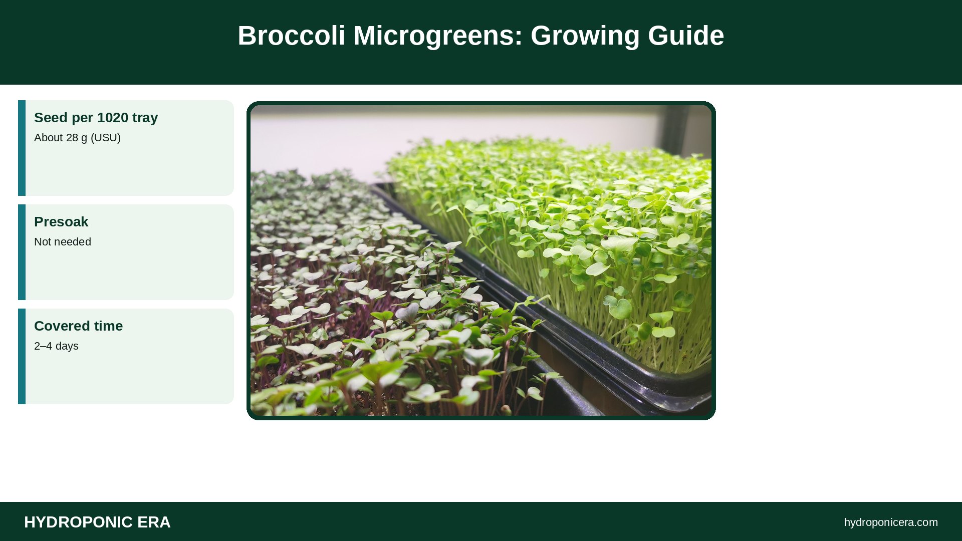 broccoli microgreens — Broccoli Microgreens: Growing Guide