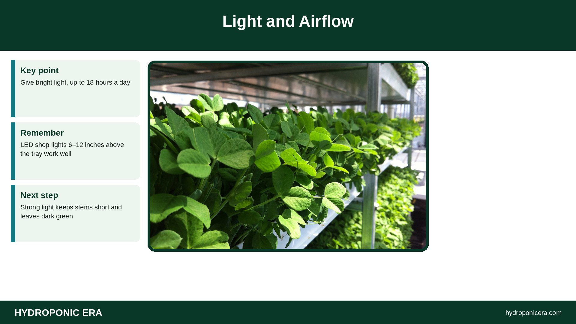 broccoli microgreens — Light and Airflow